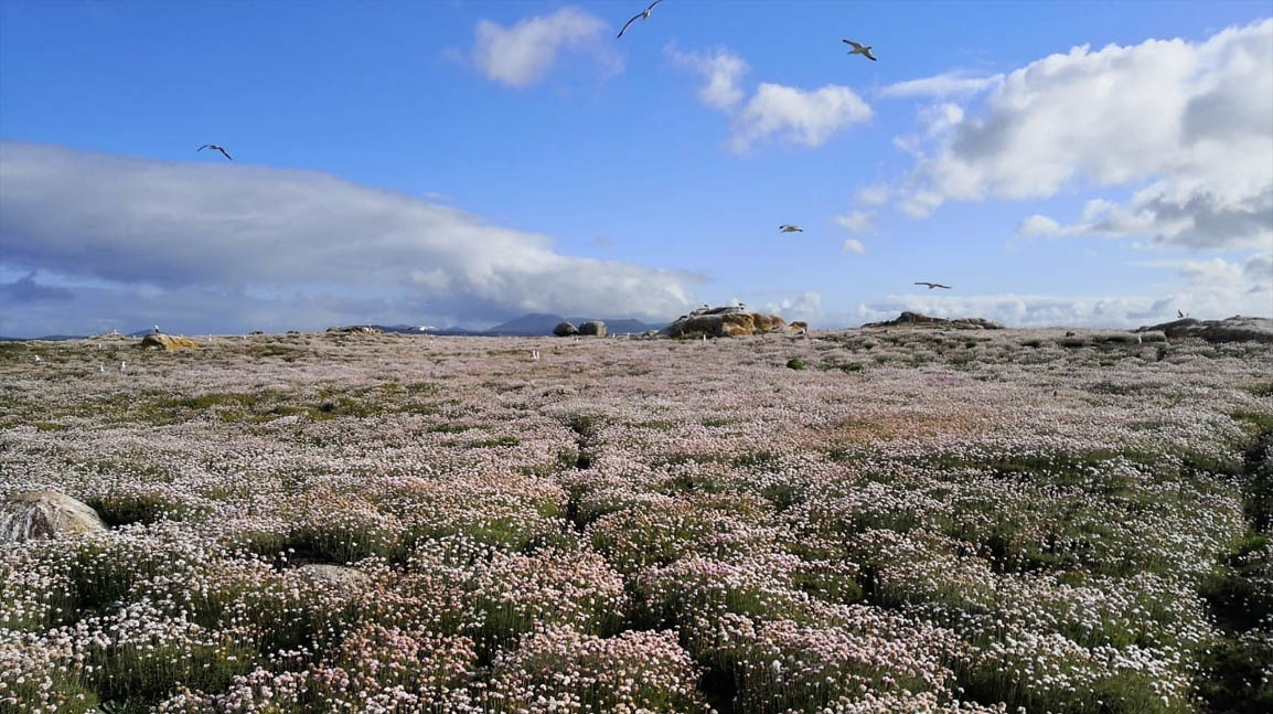 Armeria pubigera (Photo Web) photo